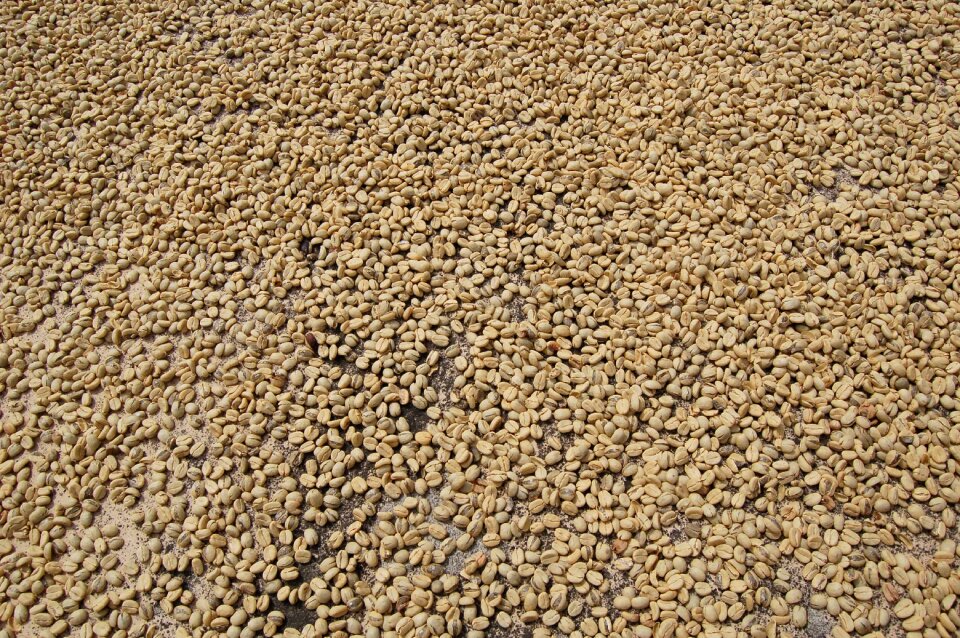 Coffee drying coffee green coffee
