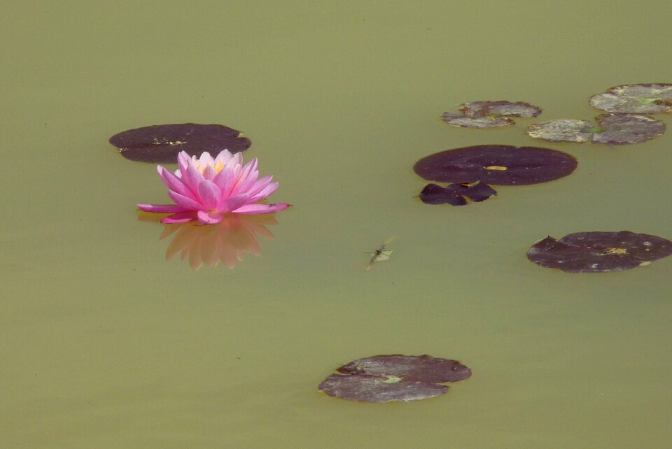 Pond pink aquatic