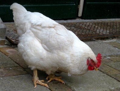 Feathers egg peck