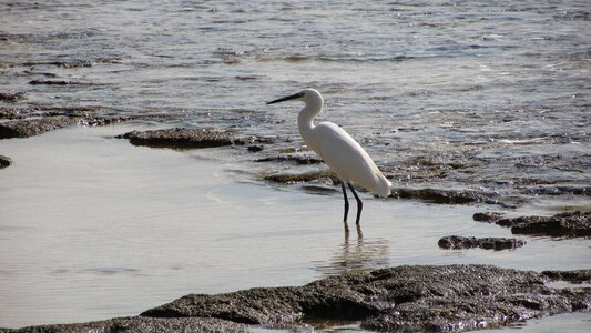 Wildlife nature sea