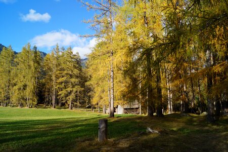 Mood autumn golden