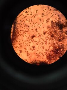 Biochemistry microscope studying photo