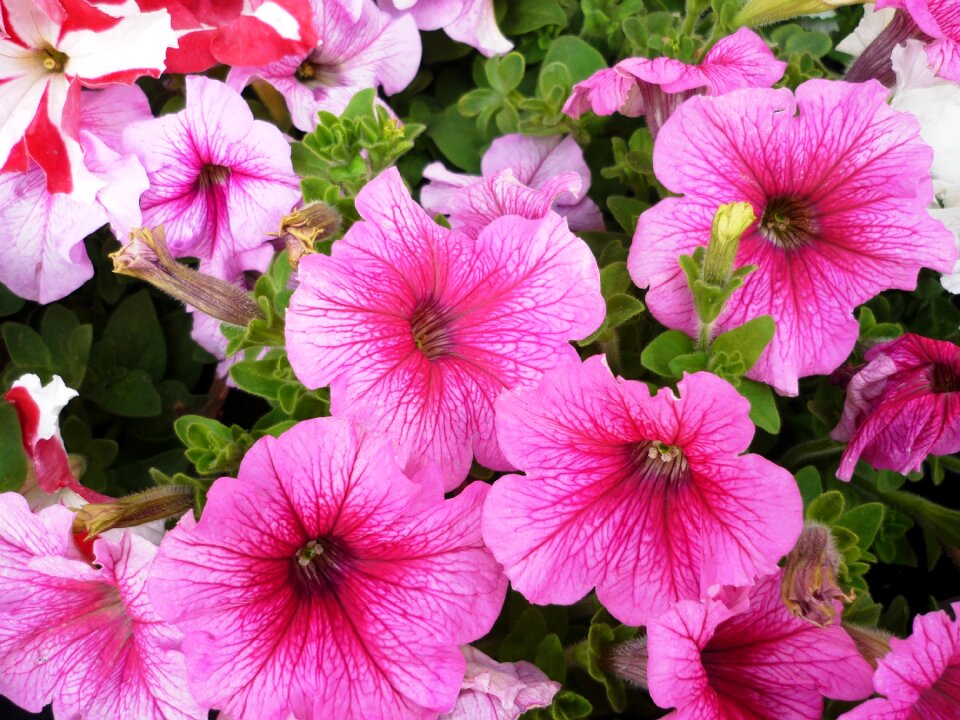 Petunias pink flower