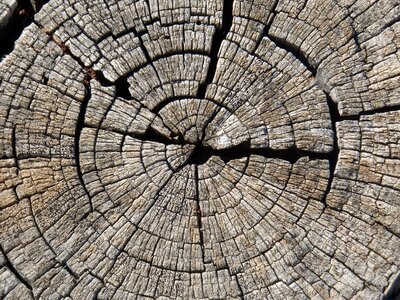 Worn growth rings almond tree