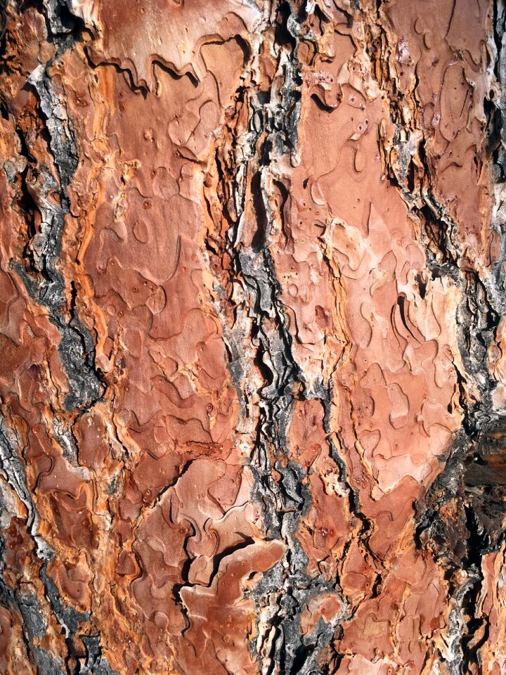 Wood grain wood texture grain