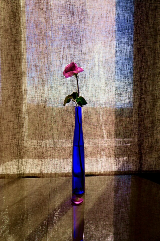 Vase flowers beautiful window