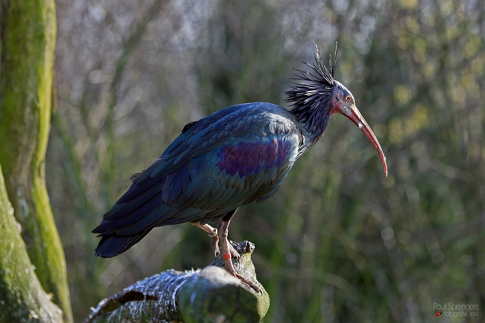 Ibis animal garden zoo
