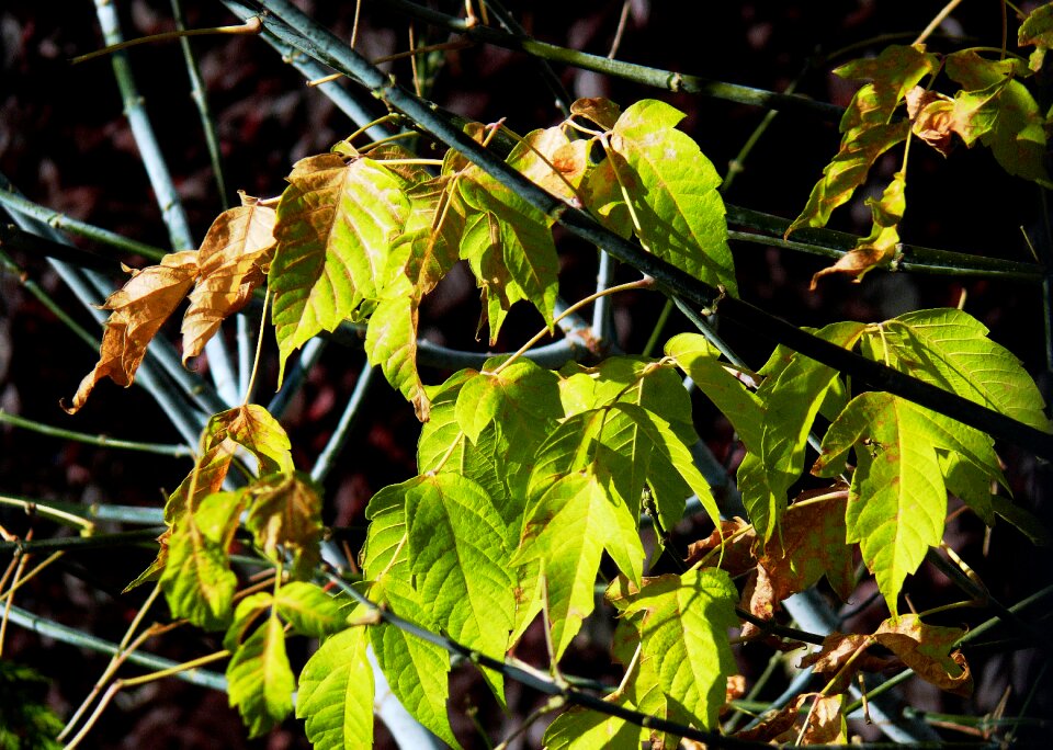 Leaves autumn colours colored