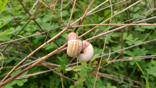 Snails snail autumn