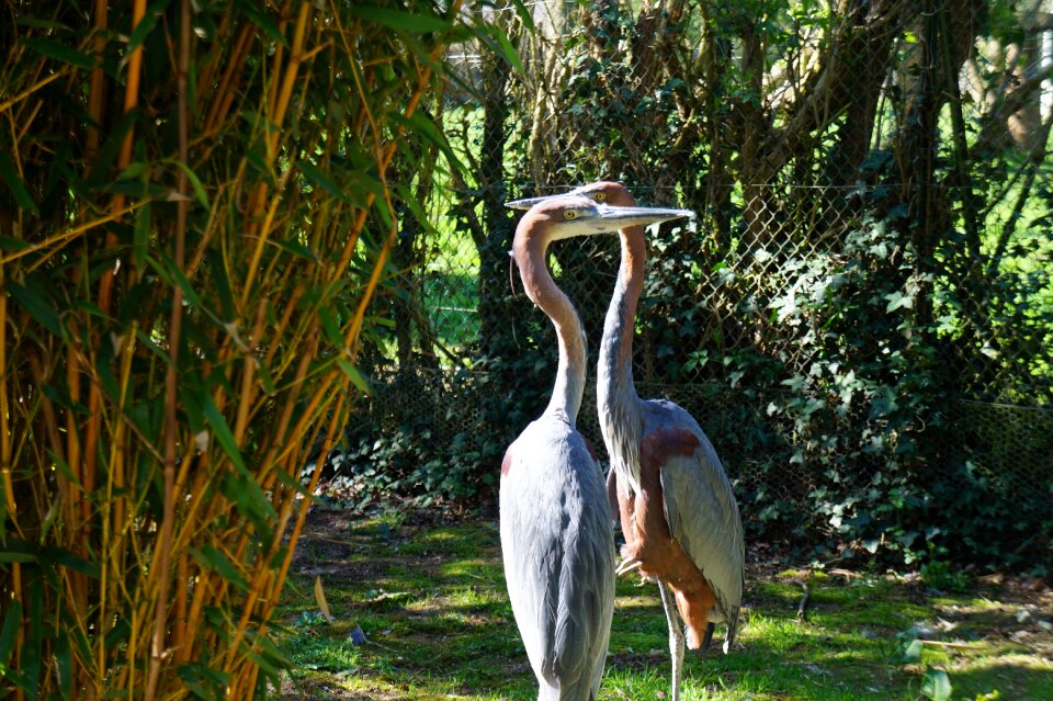 Animal animals fauna