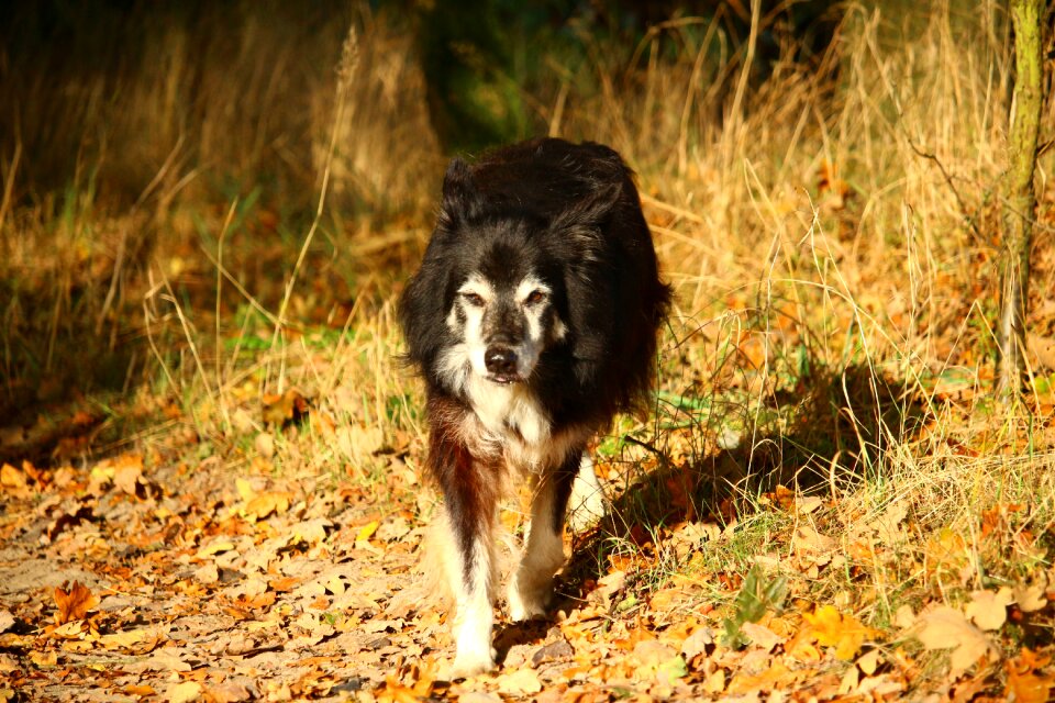Border collie collie british sheepdog