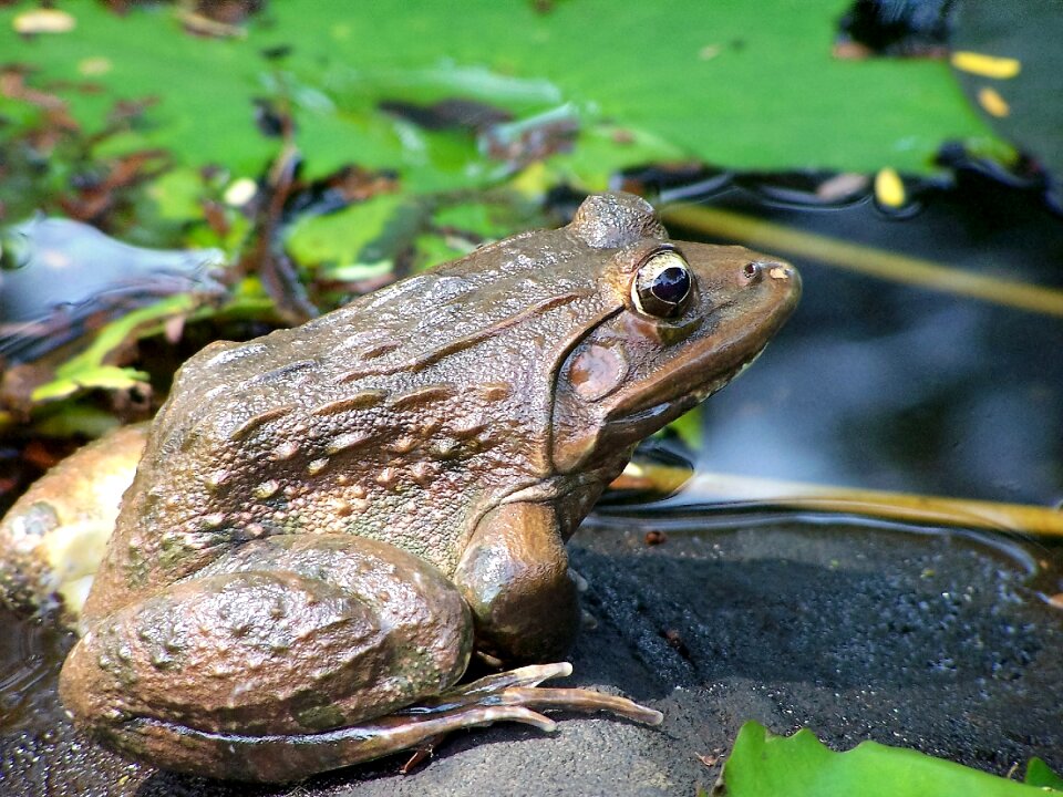 Frog toad nature