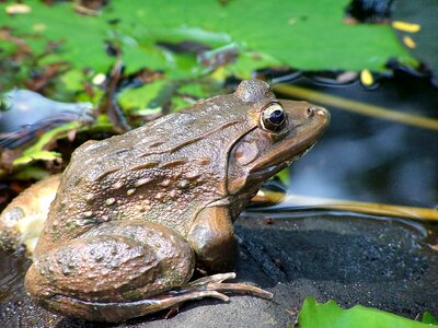 Frog toad nature