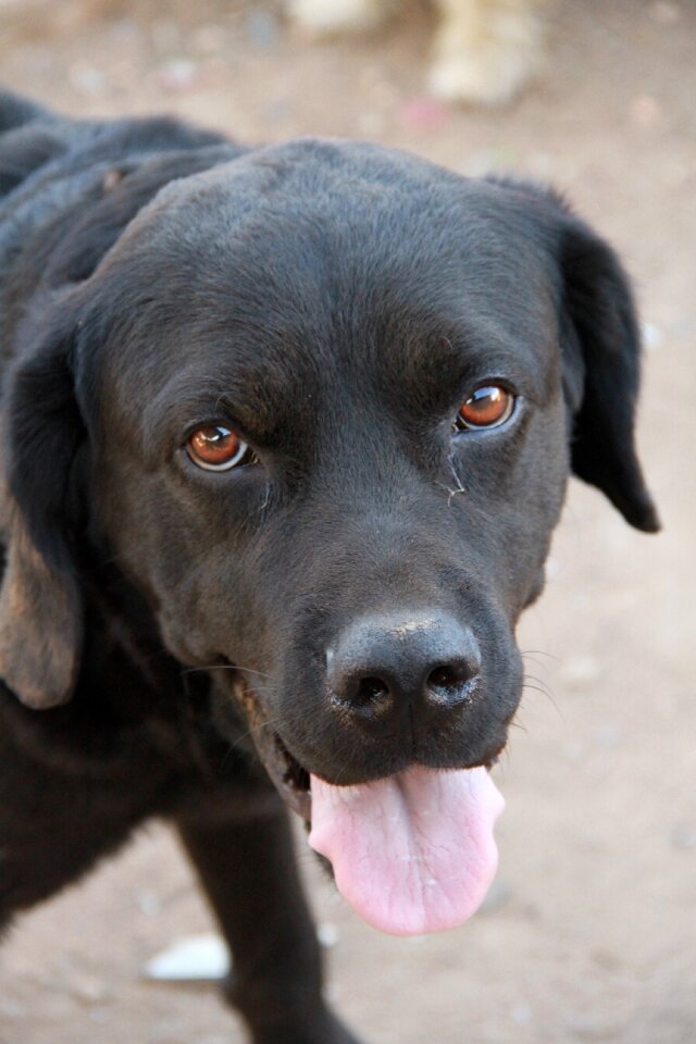 Domestic animals language the race