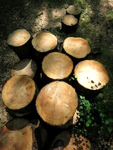 Felled nature wood
