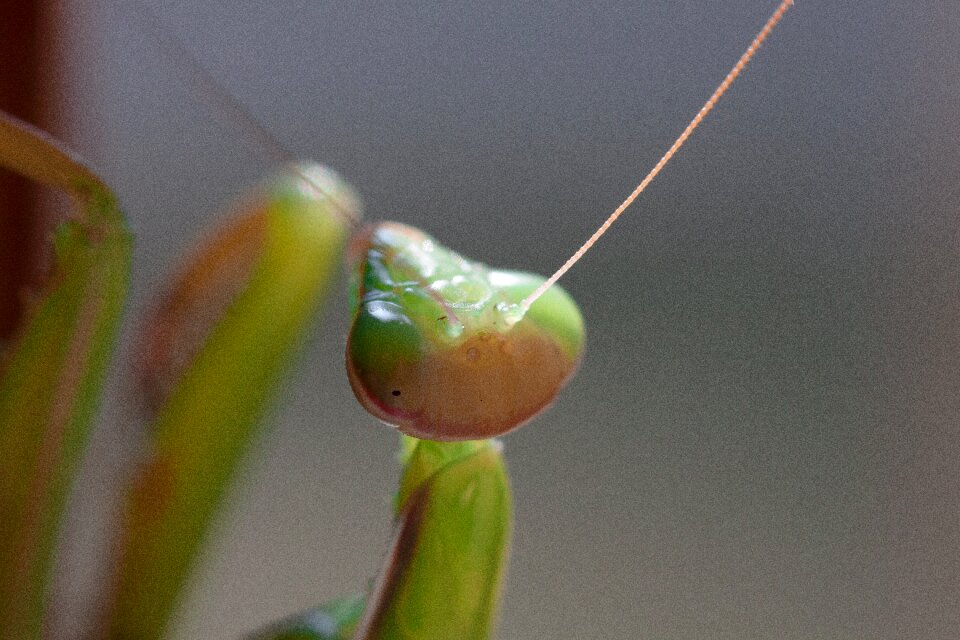 Fishing locust animal green