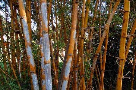 Bamboo tree forest