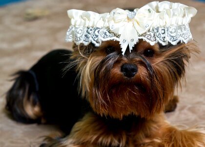 Home yorkshire terrier each