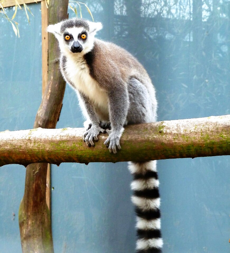 Ring-tailed lemur eyes coat