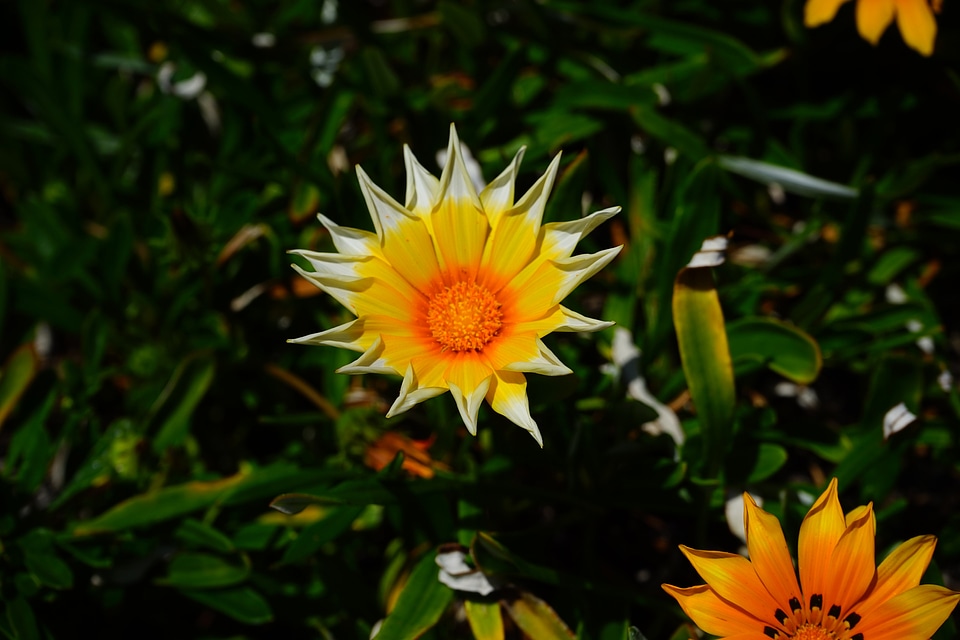 Star teeth-shaped orange