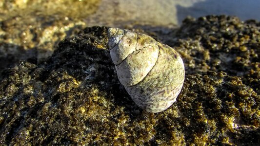 Wildlife seashell