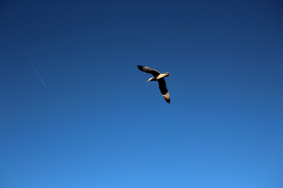 Nature freedom wings