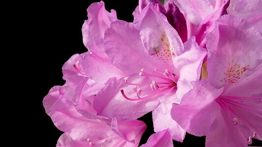 Rhododendron close up flower photo