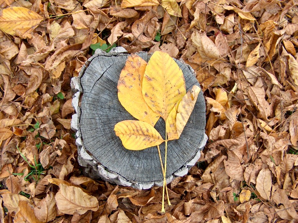 In the fall autumn mood forest