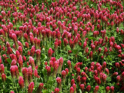 Field red purple clover