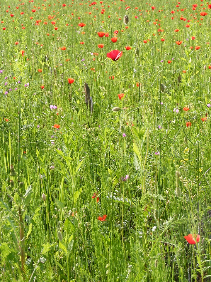 Papaver poppy papaveraceae
