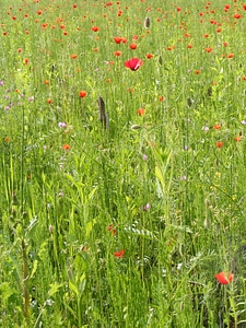 Papaver poppy papaveraceae