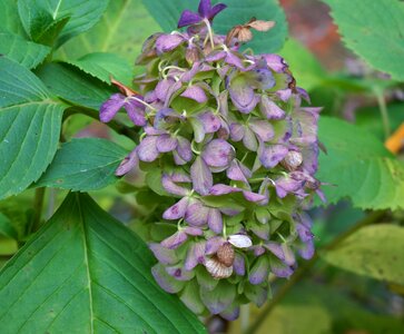Nature shrub blossom