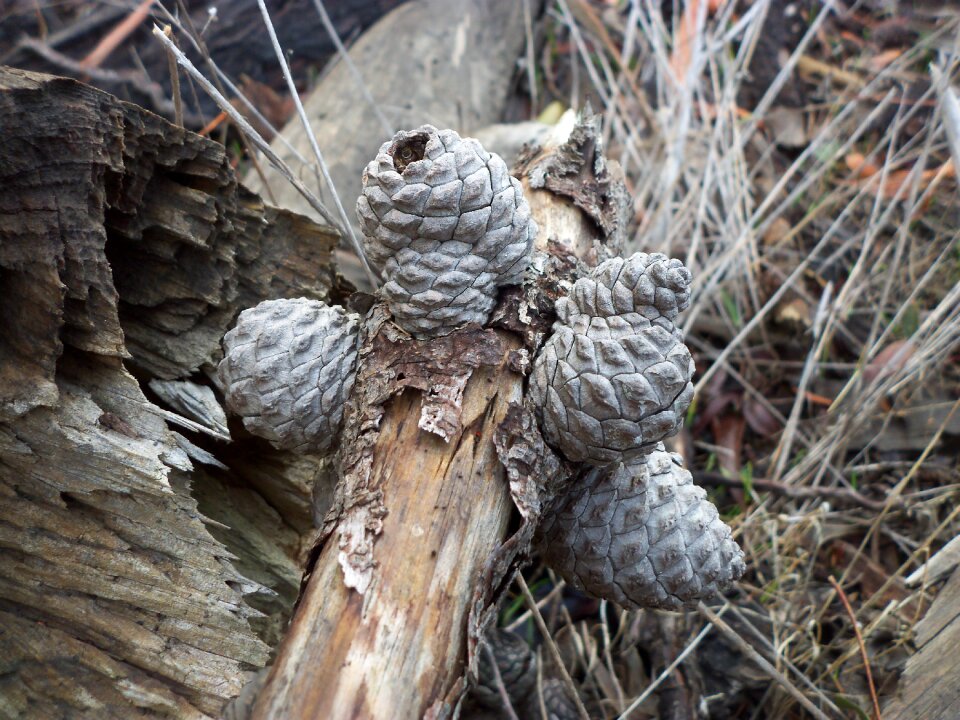 Grey pine cones pine cones on a wooden stump