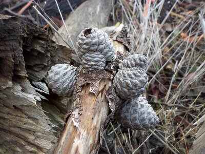 Grey pine cones pine cones on a wooden stump photo