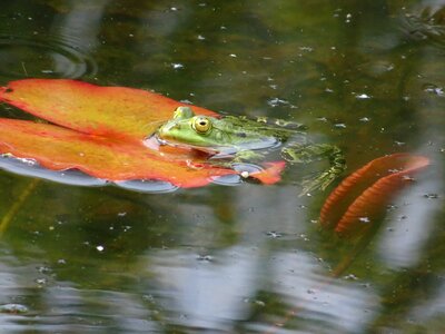 Frog pond lily pad