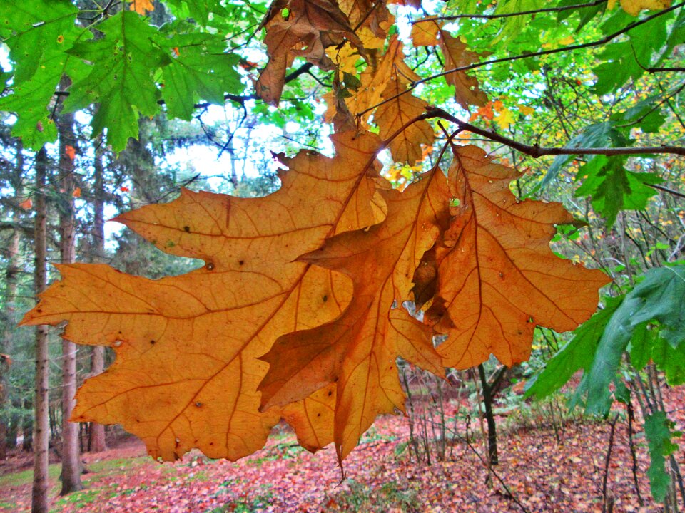 Nature sheet tree