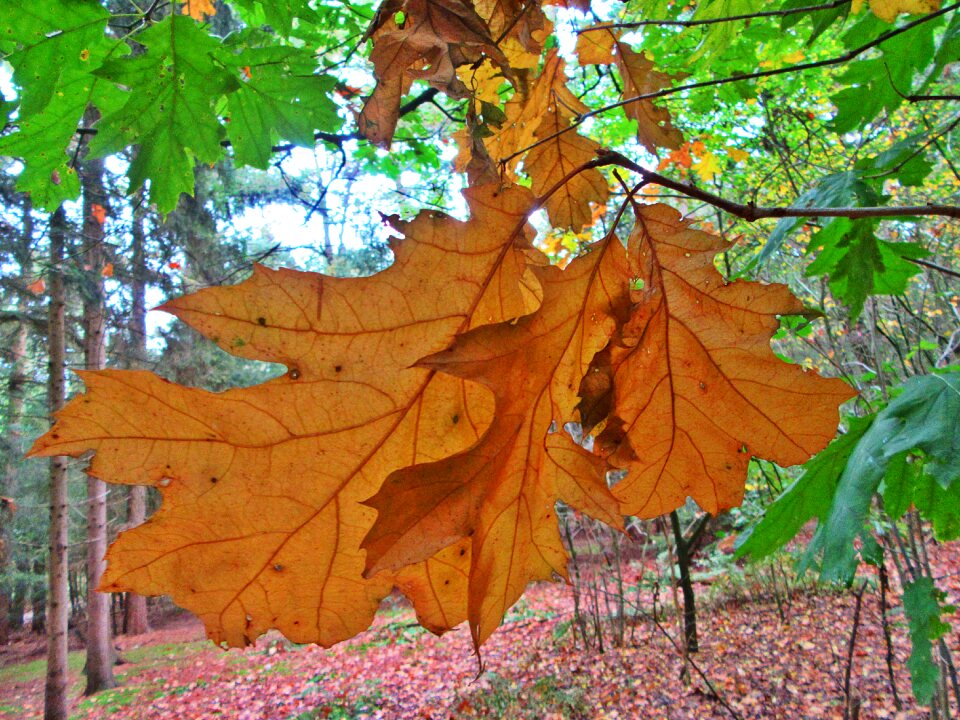 Nature sheet tree photo