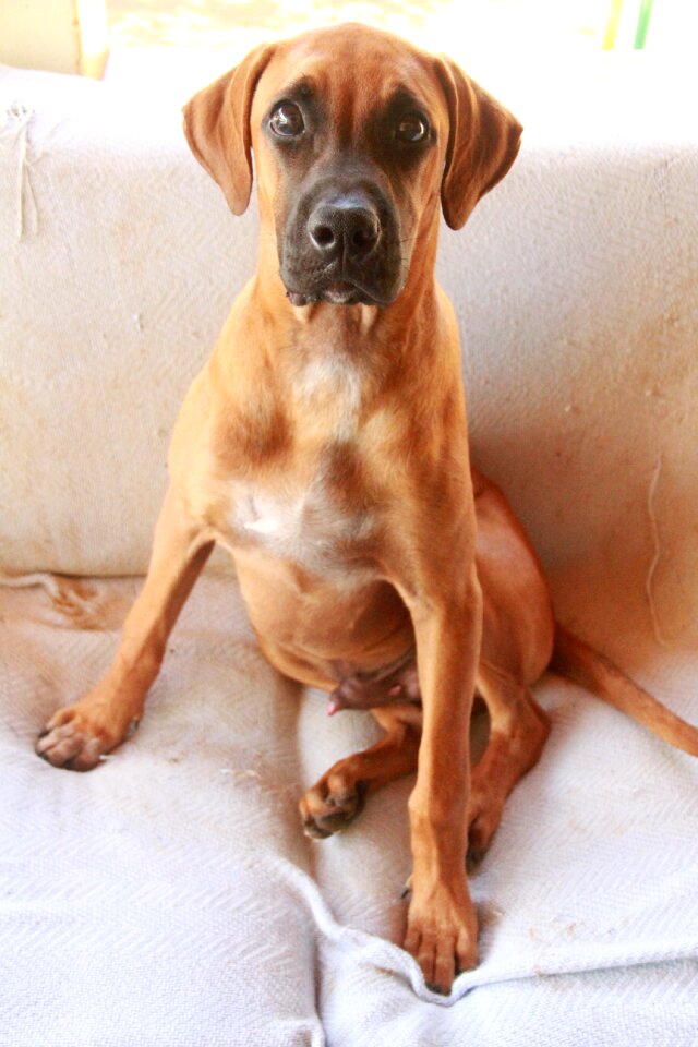 Dog brazilian row couch