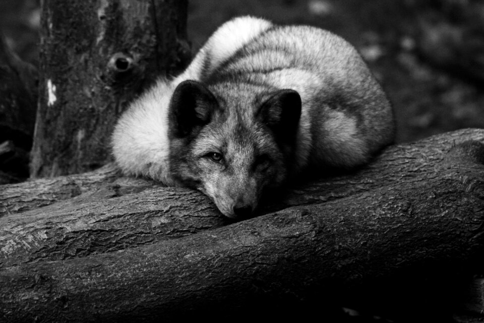 Black white omnivorous white