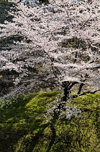 Cherry blossom spring flowers japan flower photo