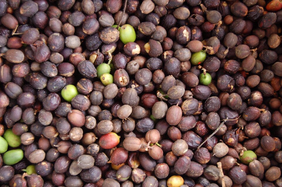 Coffee green coffee roasted coffee