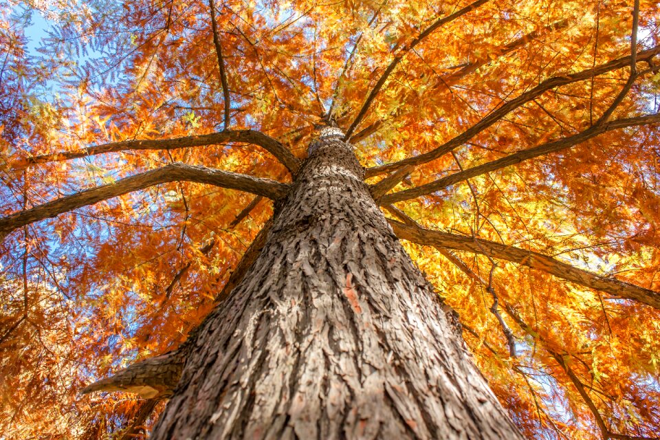 Old tree look up forest