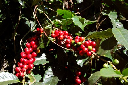 Coffee tree green coffee