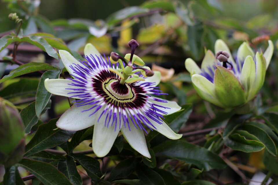 Flower pistil climber plant