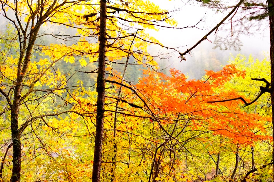 Maple autumn jiuzhaigou