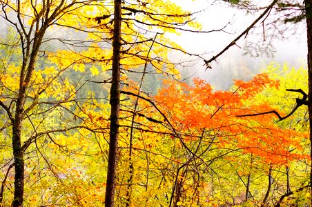 Maple autumn jiuzhaigou