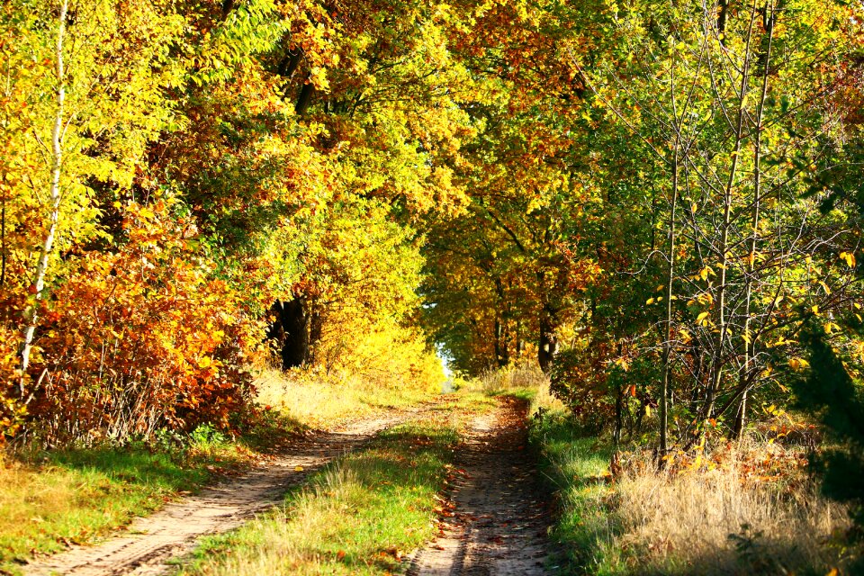 Fall foliage trees colorful leaves