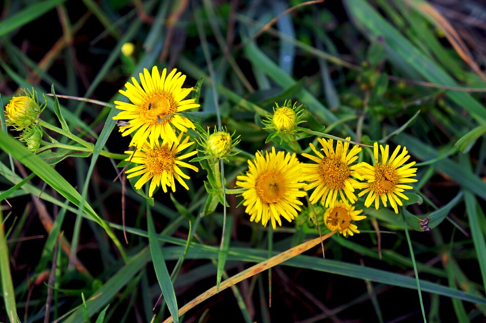 Nature flower field