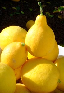 Yellow citrus ripe