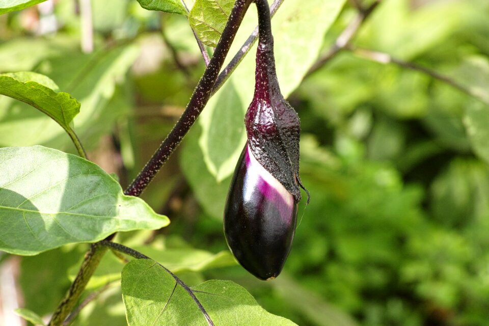 Harvest vegetables plant